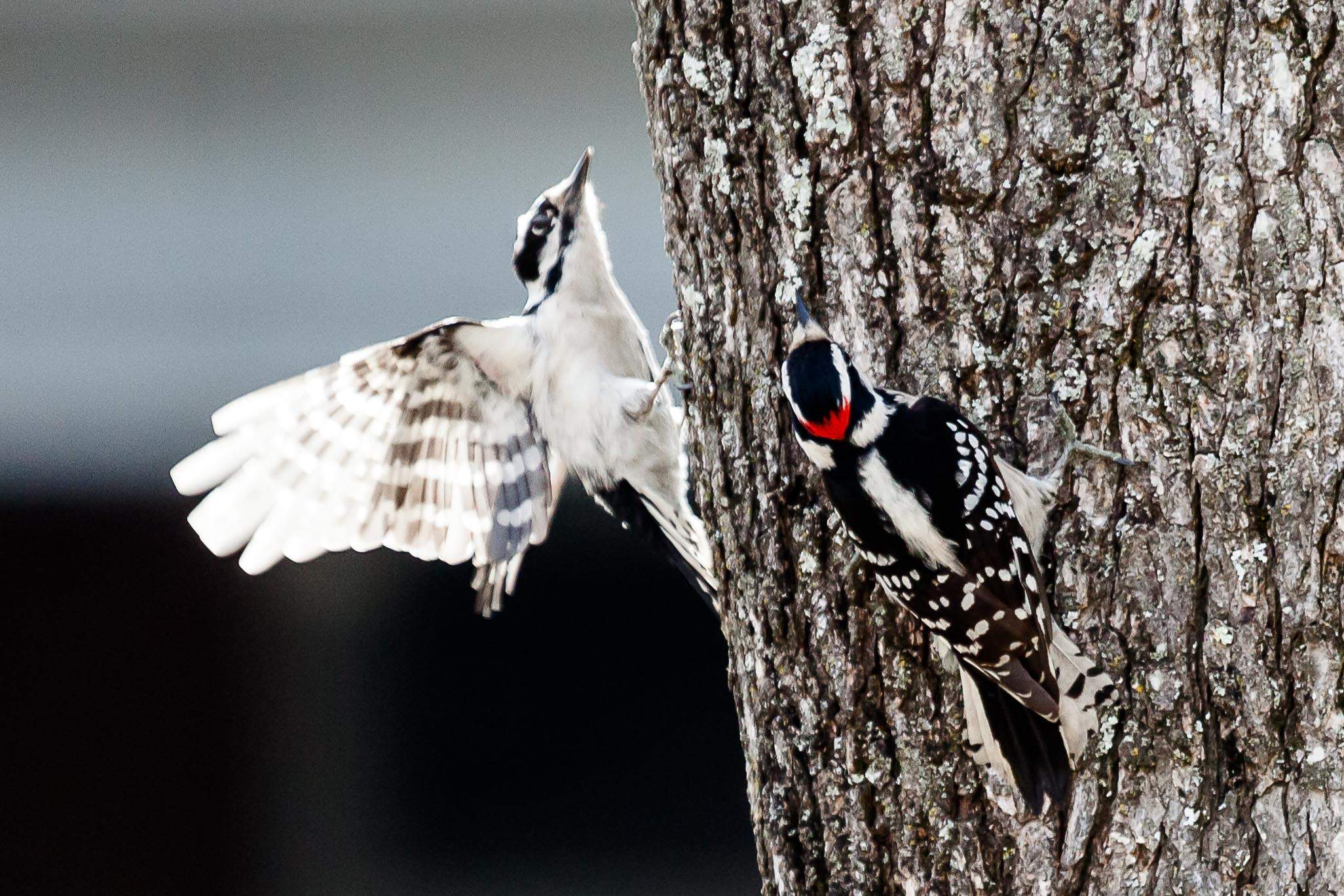 female and male downy woodpecker