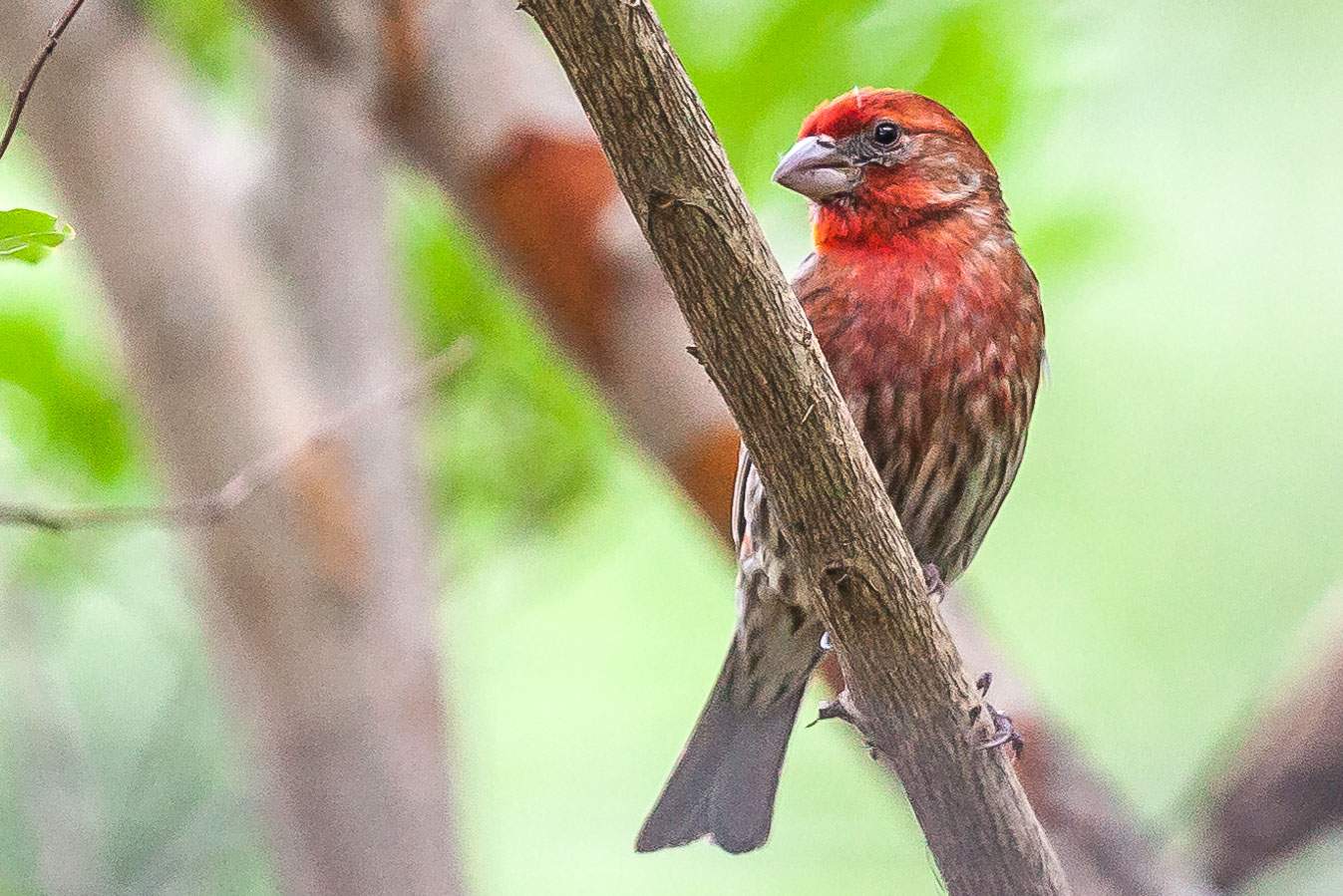 House Finch - Alabama Birding Trails