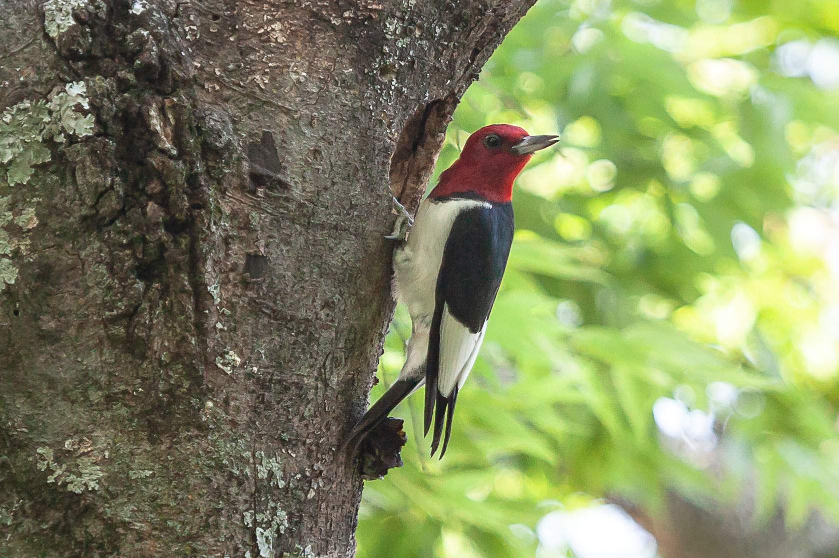 Red-headed Woodpecker - Alabama Birding Trails