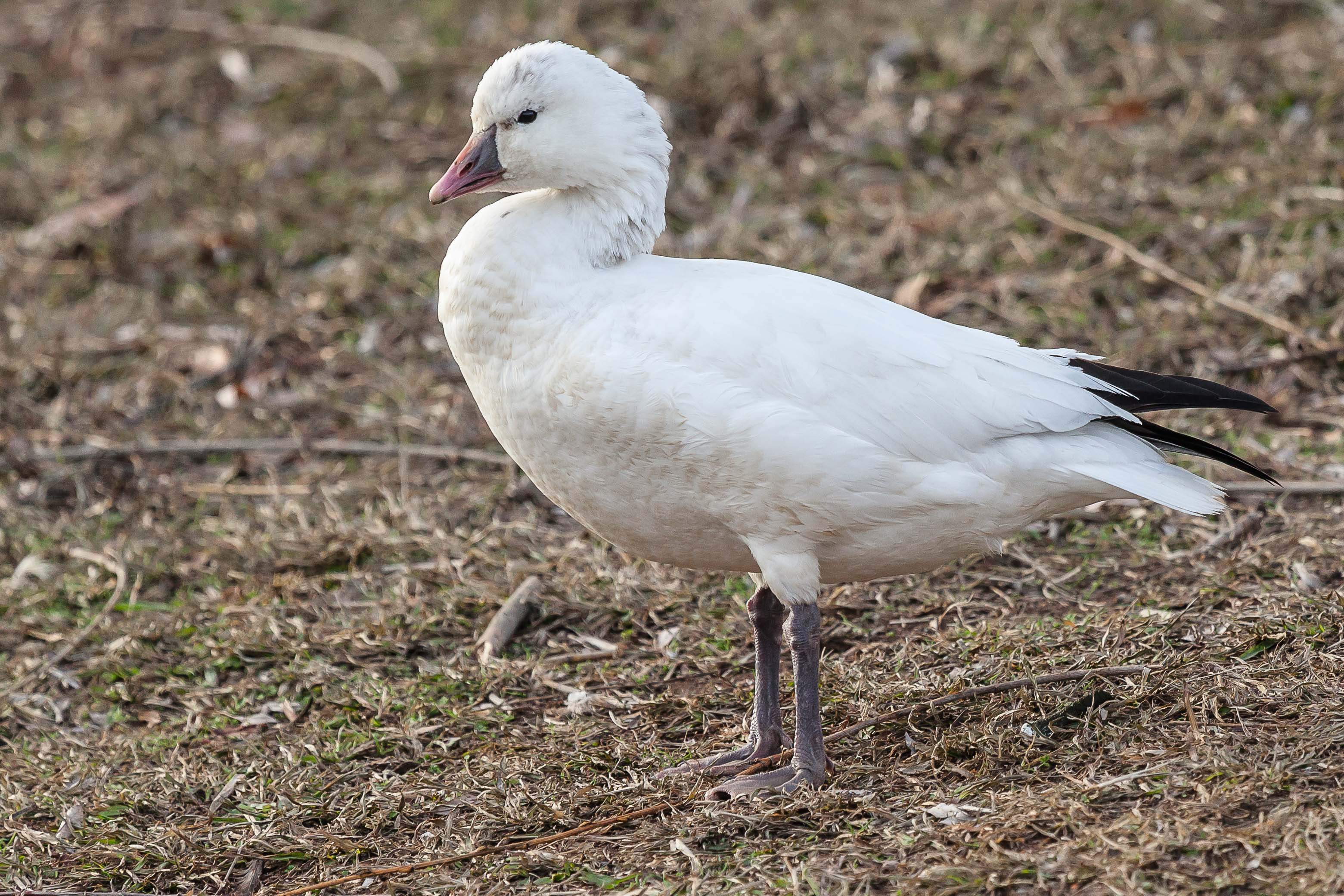 Ross's Goose - Alabama Birding Trails