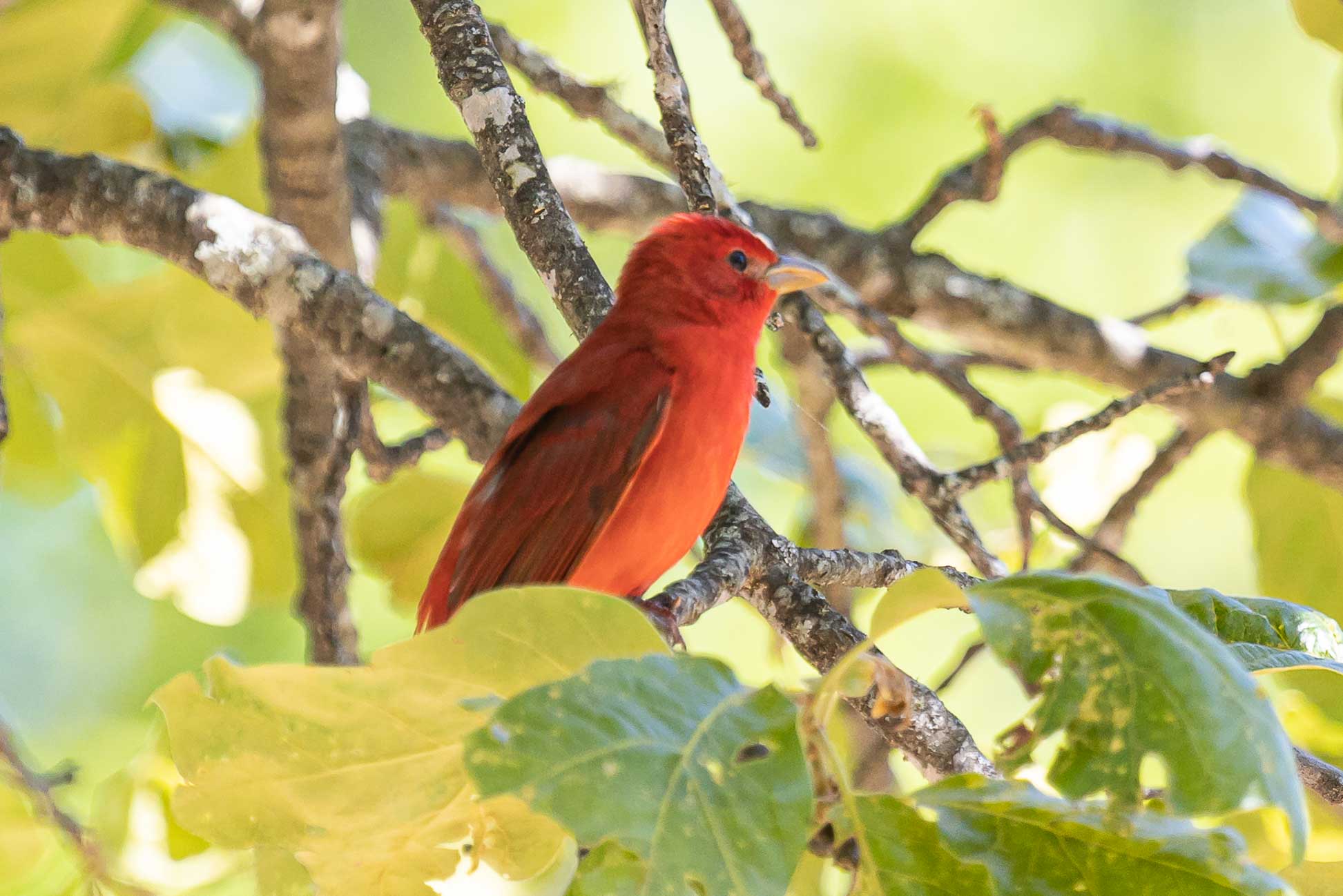 Welcome To The Alabama Birding Trails - Alabama Birding Trails