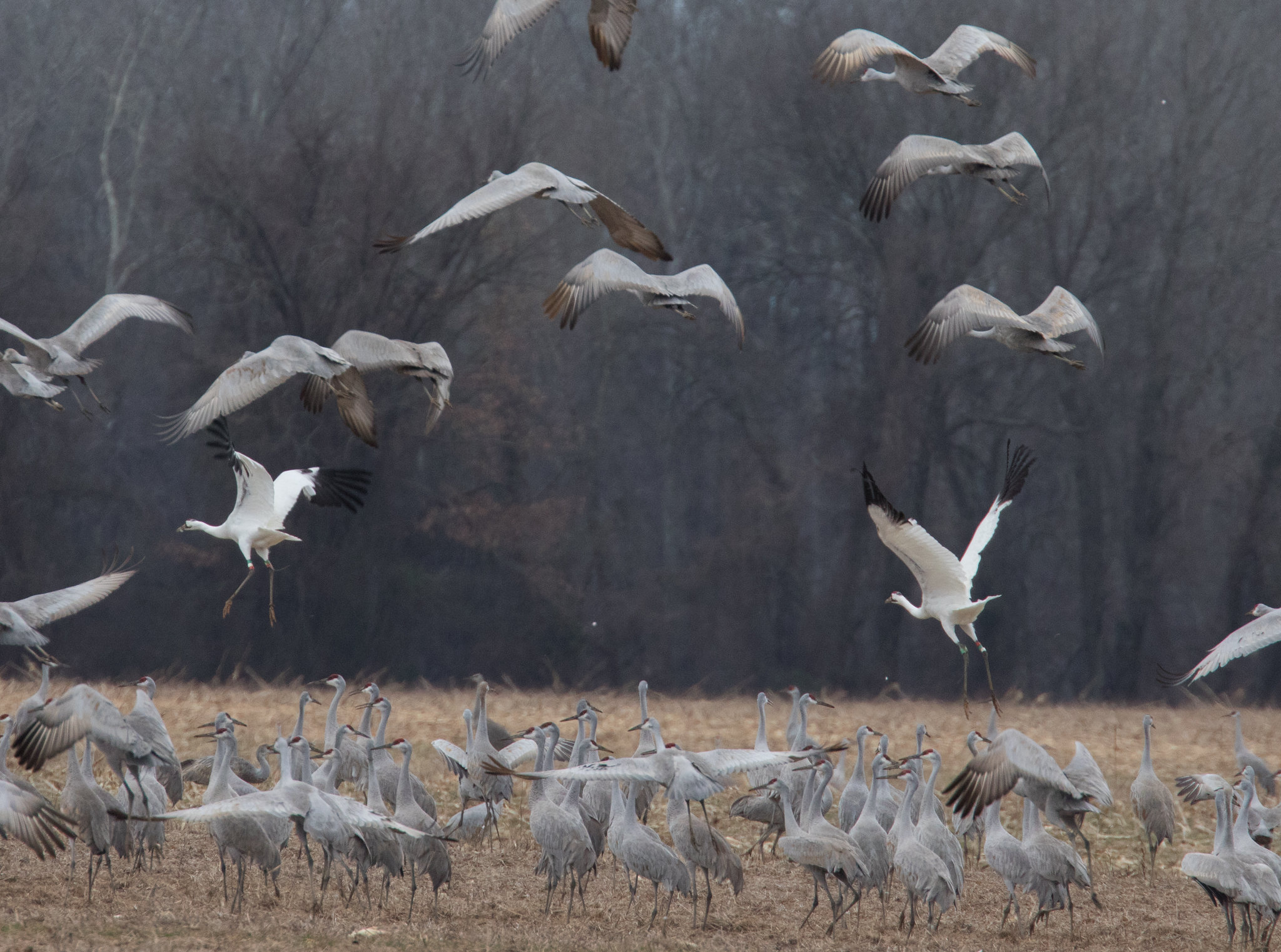 Sandhill and Whooping Cranes, some flying and more Sandhill Cranes standing in a field with woods in the background