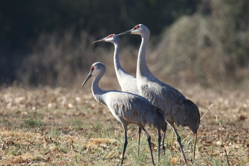 Three Sandhill Cranes standing in a field. 